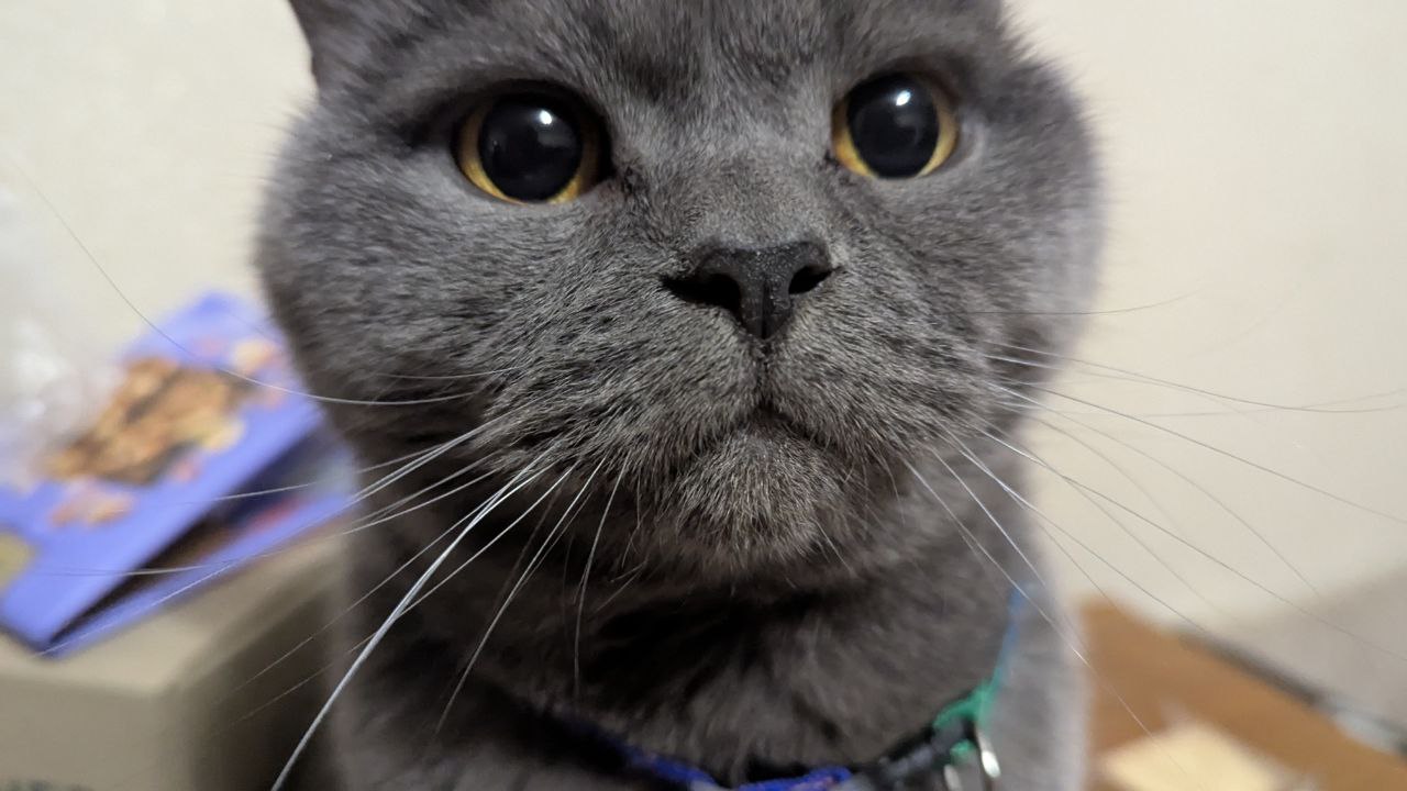 Cat Preview